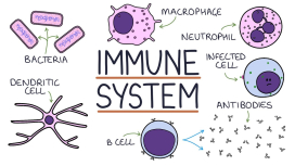 How to Boost Your Immune System in the UAE — A Pharmacist's Real Guide