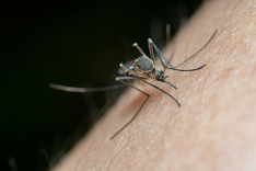 Mosquito Season Has Started in the UAE — Protect Yourself Before It Gets Worse